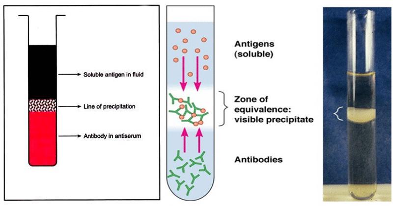 Tüpte Presipitasyon Tüplerin içine konulan klinik örneğin üzerine antijen veya antikor süspansiyonu eklenir.