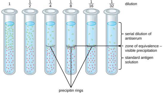 7 8 Farklı oranlarda seyreltilen antikor antijen bulunan çözeltiye ilave edilince optimum antijen antikor konsantrasyonunun bulunduğu tüplerde reaksiyon gözlenir Jelde presipitasyon (immunodifüzyon)