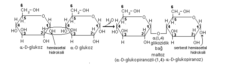 7. Glikozidik bağ oluşturma: Bir monosakkaridin asimetrik karbon atomuna bağlı OH grubu bir başka