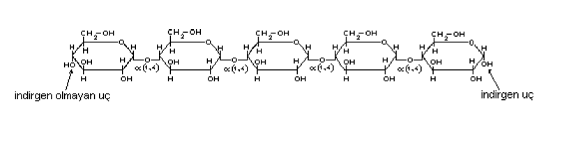 molekül su açığa çıkar ve kovalent bağ oluşur. Bu bağa glikozidik bağ denir.