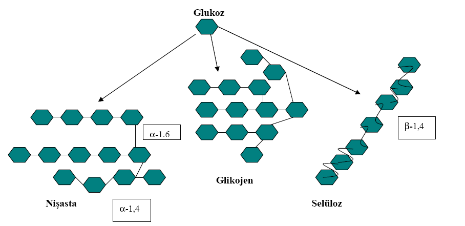 Glikoz + Glikoz + Glikoz +.