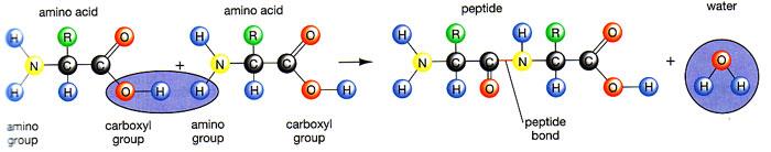 Proteinler Bir aminoasidin karboksil grubu (-COOH) başka bir aminoasidin amino grubuyla (-NH2) bir mol su