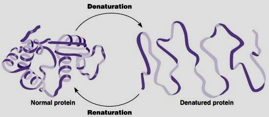 Denaturasyon Protein molekülünün strüktür yapısının değişmesidir. Bu olayda sekonder, tersiyer ve kuarterner yapı değişir.