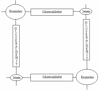 reaksiyon süresi hesaplanır ve bu süre sonunda da çözünmüş oksijen miktarı kaydedilir.