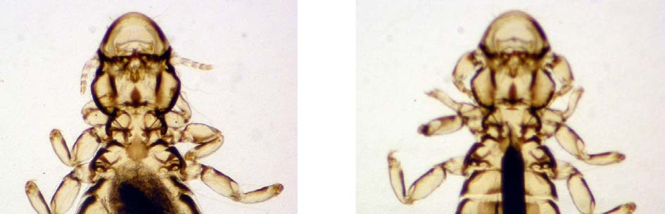 Dik B. ve Uslu U. Nebraska da, 61 Halkalı Sülün de (Phasianus colchicus) L.maculosus, Lagopoecus colchicus, Goniodes colchici ve Amyrsidea megalosoma ya rastlamışlardır.