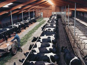 HAYVANCILIK Malatya da hayvancılık sektörü gün geçtikçe gelişmekte ve önem kazanmaktadır.