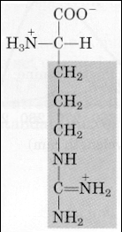 2.5. L- arginin Nitrik Oksid Yolağı Arginin, kimyasal olarak α-amino δ-guanidovalerik asit yapısındadır: Arginin, glutamat semialdehit üzerinden oluşmaktadır.