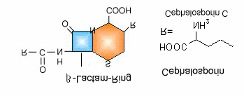 .LP\DVDO\DSÕODUÕ 7- ASA= 7- Amino Sefalosporinik Asid (β