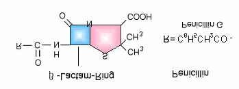 .LP\DVDO\DSÕODUÕ 6- APA= 6- Amino Penisilanik Asid ( β-laktam +