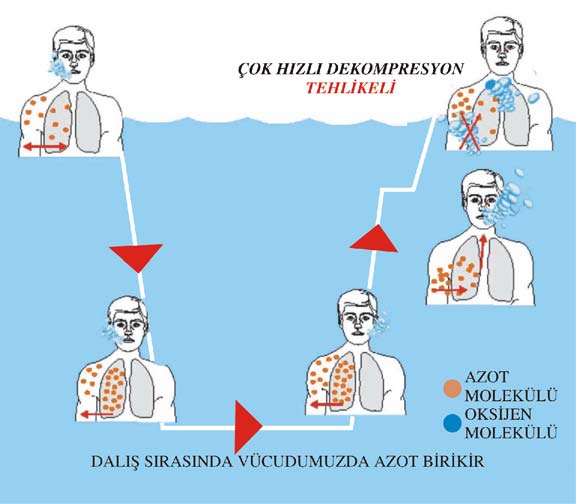 Sualtında normal hızla palet çırpmakla karada koşmak eşit miktarda enerji tükettirmektedir. Böyle bir hareket kaslarda harcanan oksijeni arttıracağından, soluma hızı da artacaktır.