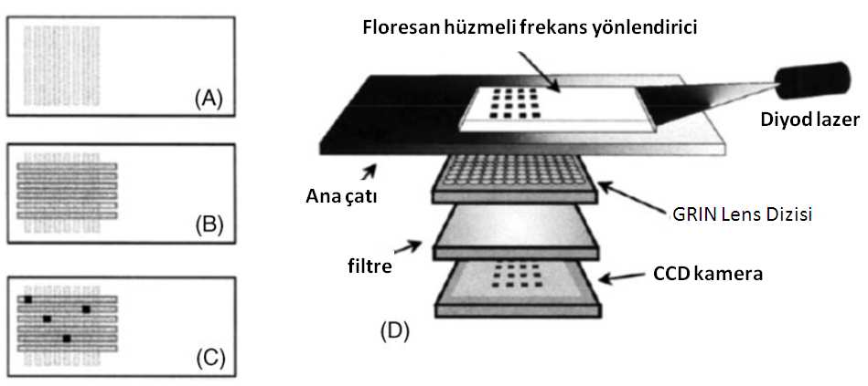 Numunelerin içinde biyoreseptörlerin tanıdığı analitler varsa eğer bunlar biyoreseptörlere bağlanırlar. Bu basamaktan sonra ortama floresanlı raportör antikorlar gönderilir ve lazerle görüntülenir.