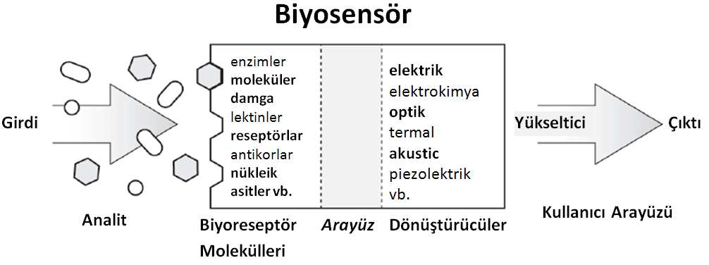 Termometrik Dönüştürücüler: Bazı biyotanımlama reaksiyonları esnasında ortam sıcaklığı değişir. Bu değişim gözlenerek reaksiyon dolayısıyla analit varlığı hakkında yorum yapılabilir.