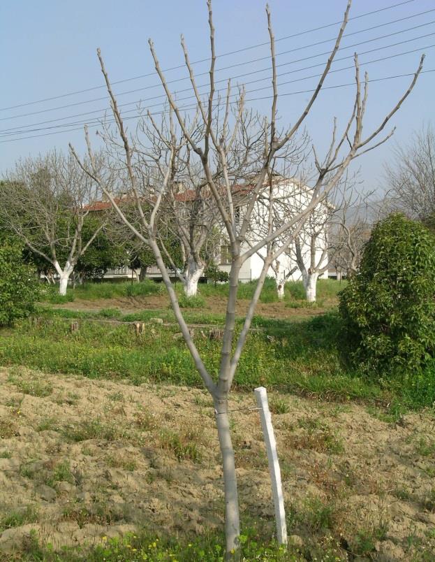 üzerindeki obur dallar çıkarılmalıdır.