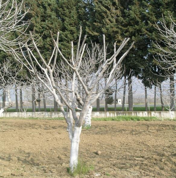 budaması tamamlanmış, ana dalları kısa kuvvetli ve