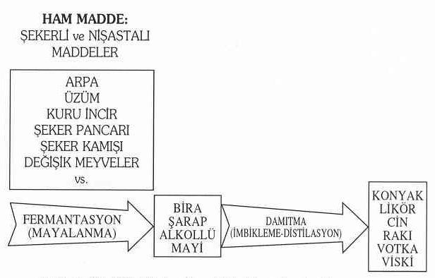 Etanol (CH 3 CH 2 OH), alkollü içeceklerin etkin katkı maddesidir Alkolün %20 si mideden, geri kalan bölümü ince barsaklardan emilerek kana karışır Fermantasyon