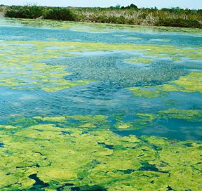 göllerden nehirlere ve denizilere yönlendirilmesi Özellikle Alg oluşumu sırasında oksijen tüketimini önlemek için göllerin