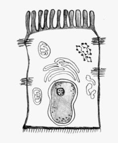 villüslerin venöz dolaģımı portal sisteme dökülür, lakteal ismi verilen lenfatik damarlar emilen yağın torasik duktusa iletilmesini sağlarlar (1-3) (ġekil 1).