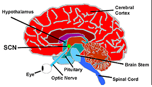 SCN (Suprachiasmatic nucleus) SCN bir "üst saat"dir. Hipotalamusun ön kısmında, chiasma opticum un hemen üst kısmında yer alan bir hücre grubudur.