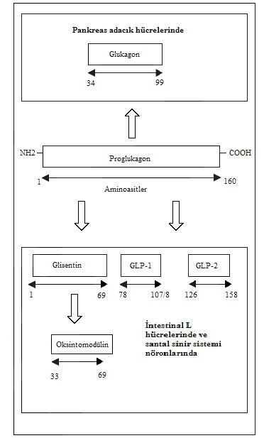 plazmasındaki dolaşan aktif GLP-1 formudur.