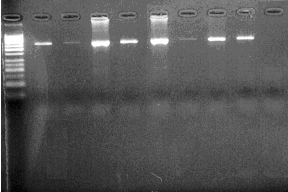 Aynı DNA dizisindeki tek bir nükleotid farklılığı (gerek delesyon, gerek insertion, gerekse nokta mutasyonu) bu konformasyonda bir değişikliğe neden olur.