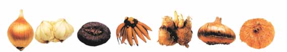 Soğan Yumru Kök Rizom Korm Geofitlerin Sınıflandırılması (Ellialtıoğlu, 2011) 2.2. Dış Mekan Süs Bitkileri Üretim Yöntemleri Dış mekan süs bitkilerinin üretiminde iki temel yöntem vardır.
