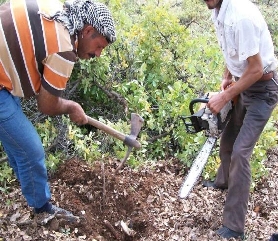 alanlar, fidelerin küçük geviş getirenlerin yiyebileceği/hasar verebileceği yüksekliğin üzerine çıkmalarını sağlamak için çit örme yoluyla