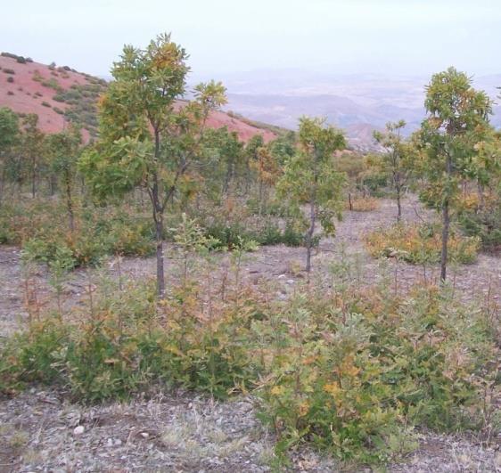 brantii Lindley, Q. libani A. Rich., iv) Q. robur subsp. pedunculiflora (K. Koch) Menitsky and v)q. petraea Lieble.