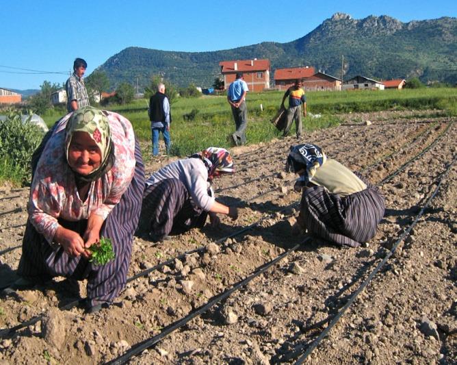 suretiyle bu gereklilikler göz önünde bulundurulmalıdır. Lojistik düzenlemeler (hane halkı ziyaretleri ve kadın gruplar ile ayrı görüşme yerleri) de önceden tamamlanmalıdır. 174.