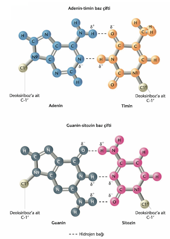 Hidrojen bağı Ø İkili sarmaldaki bazların konumuna göre; Ø Adenin timinle iki hidrojen bağı Ø Guanin sitozinle üç hidrojen bağı