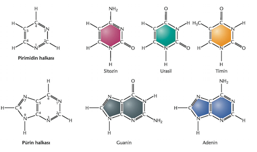 Nükleotidler Ø Azotlu bazlar iki çeşittir: Ø Pürinler Ø Pirimidinler
