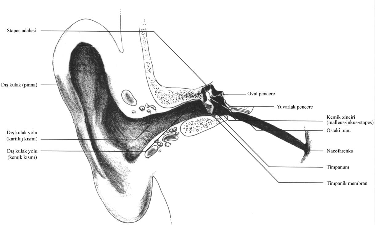 DIŞ VE ORTA KULAĞIN İŞİTME MEKANİZMASINDAKİ YERİ Stapes adalesi Dış kulak (pinna) Dış kulak yolu (kartilaj kısmı) Dış kulak yolu (kemik kısmı) Oval pencere Yuvarlak pencere Kemik zinciri