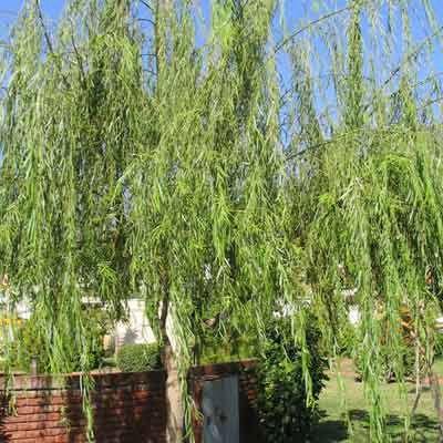 Fotoğraf 1. 3: Salix sp. (Söğüt) bitkisinin genel görünüşü 2- Büyük Ağaçlar(Ağaçlar); 700 1500 cm ve daha fazla boy yapan bitkilerdir.