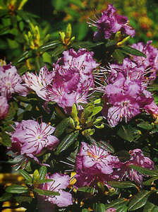 Fotoğraf 1.5: Açelya (Rhododendron) bitkisinin genel görünüşü d. Doku Yönünden Gerek dokunma, gerekse görme duyumuzu etkileyen bir özelliktir.