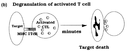 Ag+MHC+kostimülasyon---- TCR (b) Periferde: