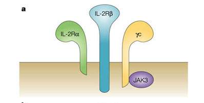 Treg ler yüksek seviyede IL-2Rα zinciri (CD25) eksprese eder Gelişimi ve yaşamını sürdürebilmesi; TGF-β, IL-2 ve CD28:B7 yolu Bir T hücresinin
