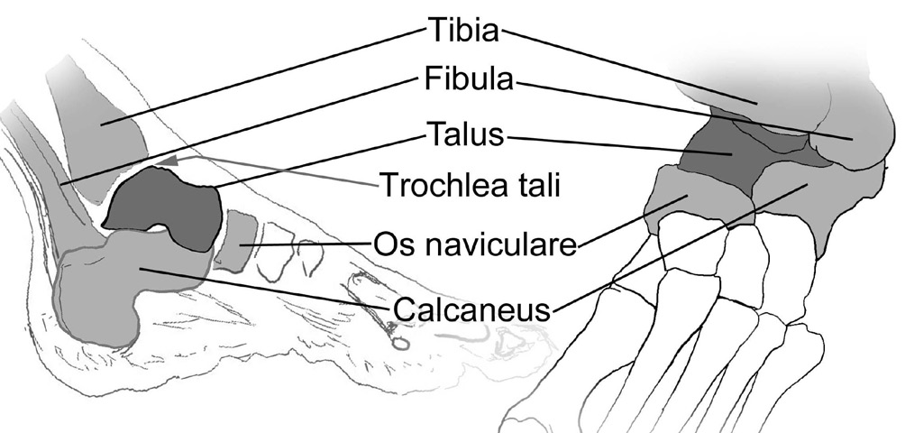 Talus Talus; tüm vücut ağırlığını taşır. Konkav olan alt yüzü calcaneus, ön yüzü ise os naviculare ile eklem yapar.