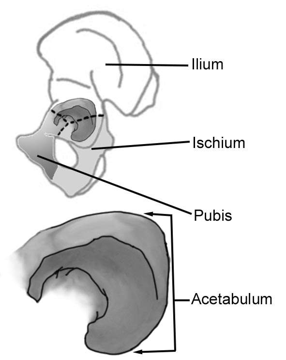 2 Acetabulum (hokka çukuru); üç kemiğin birleştikleri yerdedir ve uyluk kemiğiyle eklemleşme yeri olan yuvarlak bir çukurdur.