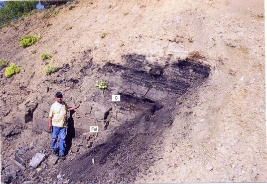 Türkmen vd. 241 Şekil 5. Silttaşı-kiltaşı (Fsl) ve kömür (C) ardalanması. Figure 5. Alternation of siltstone-claystone (Fsl) and coal (C). geçişlidir.