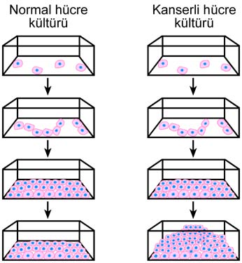 9. Normal hücrelerin ve kanser hücrelerinin kültür ortamındaki davranışlarını incelemek için aşağıdaki deney hazırlanıyor. 10.