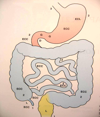 ŞEKĐL 3: öroendokrin hücrelerin gastrointestinal sistemdeki dağılımı Klasik endokrin sistemin aksine çoğu GĐ NES hücresi hedef hücrelerinin yakınında lokalizedir.