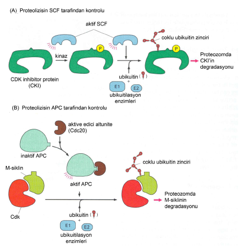 SCF etkinliği hücre döngüsü boyunca sabittir. Buna karşın APC etkinliği hücre döngüsünün farklı evrelerinde değişkendir. APC başlıca etkinleştirici alt birimlerin eklenmesiyle etkinleşir ( şekil 6).