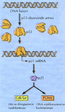ŞEKĐL 8: p21 in D A hasarıyla uyarılması G2 kontrol noktasında hasarlı DNA etkisini Cdc25 üzerinden gösterir. Cdc25 bir fosfataz olup, Cdk nın defosforilasyonunu, dolayısıyla aktivasyonunu katalizler.