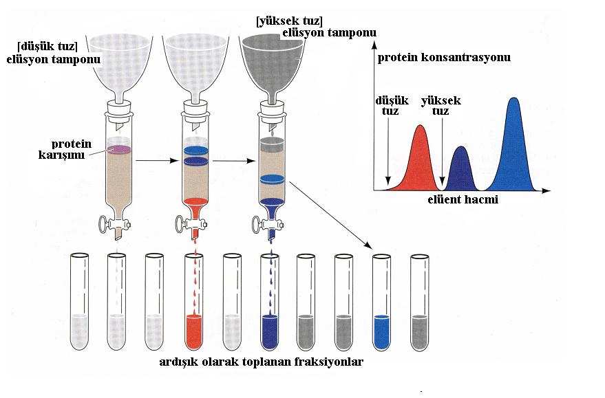 (değiş-tokuş) Kromatografi Proteinleri, üzerlerinde taşıdıkları net yüke göre ayırır.