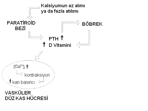 hipertansiyon arasında çok az bir ilişki bulunurken, Birkett meta- analizinde 100 mg/gün kalsiyum alımı arttığında diastolik kan basıncı 0.39 mmhg, sistolik kan basıcı 0.