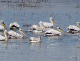 3.4. 3.6. Büyük Menderes Deltası, Akdeniz martısının (Larus melanocephalus) Türkiye de ürediği az sayıda alandan biridir.