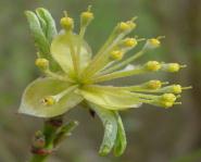 Cistus sp.