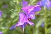 Echium plantagineum L.