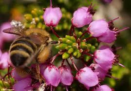 Erica manipuliflora SALISB.