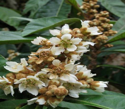 Hatay, İstanbul, İzmir, Muğla Eriobotrya japonica