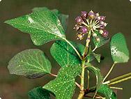 Hedera helix L.